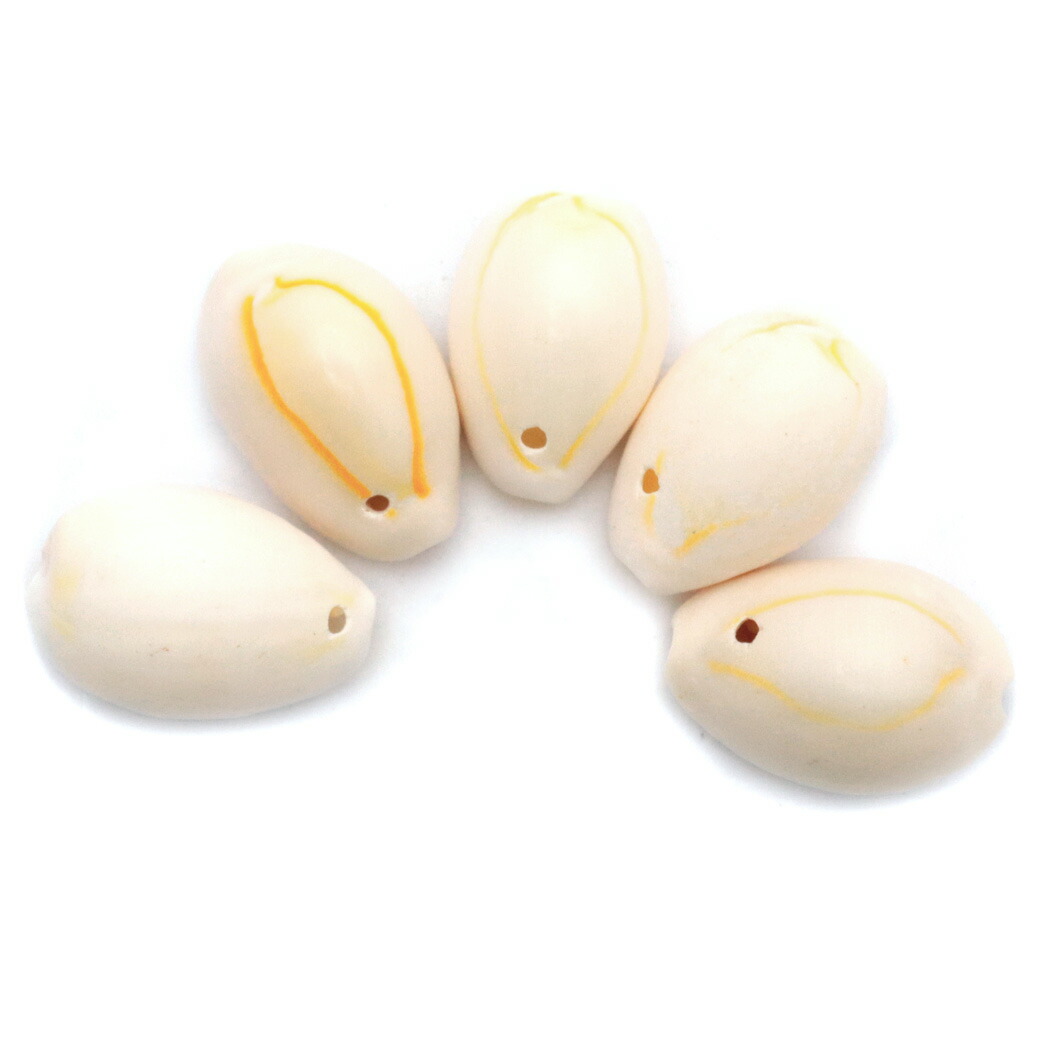 タカラガイ、貝殻、カネツケダカラ タカラガイ、貝殻、カネツケダカラ