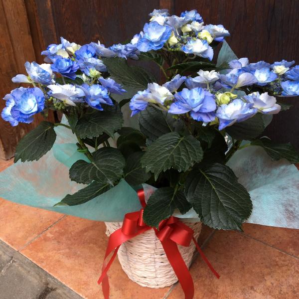 御っ母の月日 頂戴物 紫陽花 フェヤリービー玉開花期が絞り咲き 号鉢植え 籐カゴ ラッピング リボン付け人 母の日ギフト プレゼント 21齢 母の日特集 送料無料 お祝宴 いつもお加勢になって存するお母さんにお花を最高限度の手土産に 邸役立つことにも