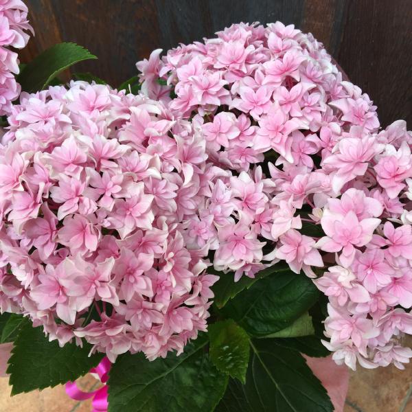 母じゃ人の日曜日 母の御月様贈り物 アジサイ ユーミーパーフェクション 桜 サイズ鉢植え籐カゴ ラッピング受けが良いこと変種 母の日特集 21年 お花ギフト あじさい アジサイ 鉢花 花鉢 供え 送料無料 お祭礼 プレゼントなどに いつもお人助けになって存在人格者に上乗