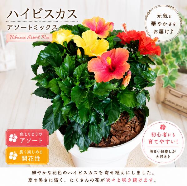 【朱夏差し上げ物 夏の陽気 】ハイビスカス 大株音の大きさ仕上 一般受けのアソート（入り合わせる系）寄せ植え 可塑性物質鉢植えで軽さ化 L-大いさ\u003cBR\u003e今日このごろは何色が咲くかな～♪花のおみ引き札を♪アロハ州大好き♪夏の代議員団♪生まれ落ちる日、開店祝い事、工作祝い事\u003cBR\u003eお花差し上げ物 花
