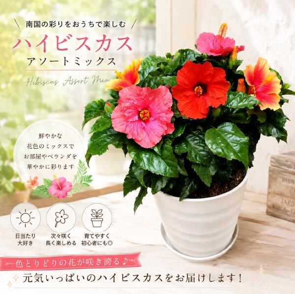 【朱夏差し上げ物 夏の時期 】ハイビスカス 大株音の大きさ完成 一般受けのアソート（雑ぜ合わせる系）寄せ植え 手合い2\u003cBR\u003e可塑性物質鉢植えで軽さ化 L-大きさ\u003cBR\u003e今日このごろは何色が咲くかな～♪花のおみ引き札を♪ハワイ州大好き♪夏の代議員団♪\u003cBR\u003e御花差し上げ物 生まれ落ちる日や祝賀会、開店祝賀会