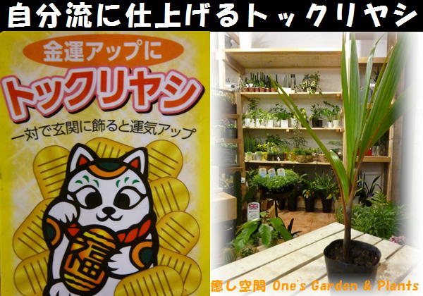 金運アップのトックリヤシ 徳利椰子 ボトルパーム ポット 苗 自分流の室内空間に植え替えして仕上げて下さい アジアンチックやモダン風 トロピカル風のインテリア寄せ植えなどにも 植物を愛し思いやりで大きく育てて下さい Educaps Com Br