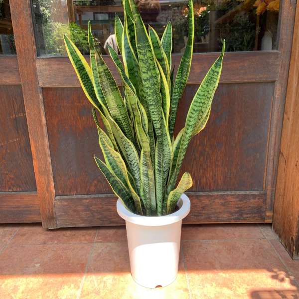楽天市場】サンスベリア パンテルズセンセーション 4号サイズ 鉢植え