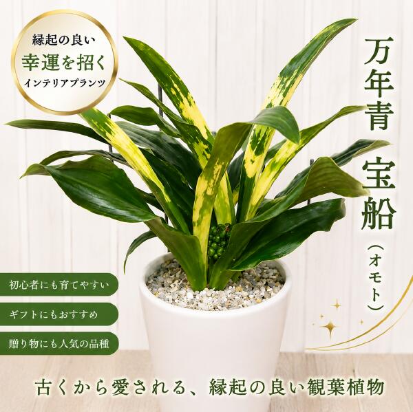 万年青（オモト）宝船♪和風の和み♪\u003cBR\u003eホワイトシンプルスタイリッシュな観葉草木♪お御祭りに♪開業祝い事、工作祝い事、引き移る祝い事、工作祝い事などに♪【楽ギフ_荷拵え】【楽ギフ_ミサインプット】【貨物輸送無料】『One\u0027s事あたらしい 植え替え済み 鉢』おもと