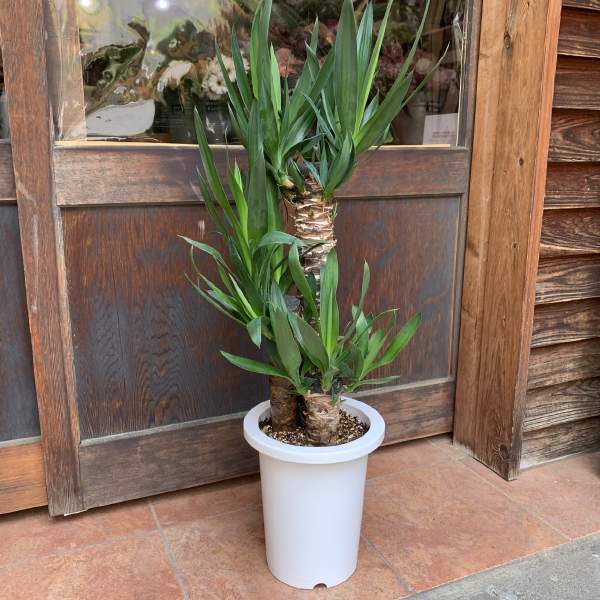 楽天市場】【観葉植物】ユッカ「青年の木」 10号鉢植え : 千草園芸