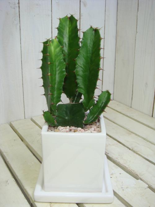 楽天市場】サボテン 白檀 ビャクダン 2号ナチュラルポット ミニ