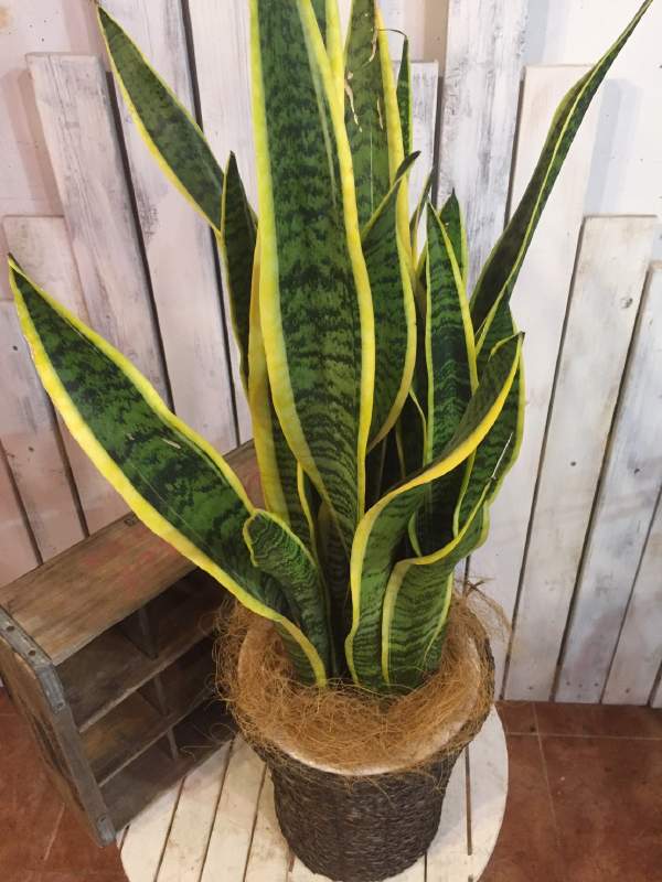 サンスベリア 号鉢植え 鉢カバー 籐カゴ セット価格 マイナスイオン効果を 室内に温もりを リビングなどに 贈り物の定番品 観葉植物で空間を演出 フラワーギフト 開店祝い 新築祝い 贈り物に 送料無料 ギフト特集 Educaps Com Br