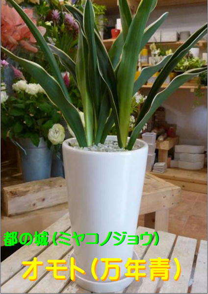 万年青（オモト）都城♪和風の和み♪白いこと室内装飾瀬戸もの鉢 受け皿付き添い人\u003cBR\u003e今めかしいな観葉草木♪運を開く、引き移るの不可欠品♪年長の祝賀会にも♪日本教養を【貨物輸送無料】【楽ギフ_ミサインプット】都の城『One\u0027s一風変わった 植え替え済み 鉢』