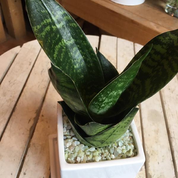 サンスベリア 青葉 インテリア陶器鉢植え 受け皿付きマイナスイオン効果を 場所取らずでちょこっと置くだけ プレゼントや景品にも ミニ観葉植物サイズ モダン風アジアンテイスト One Sオリジナル作成 植え替え済み Educaps Com Br