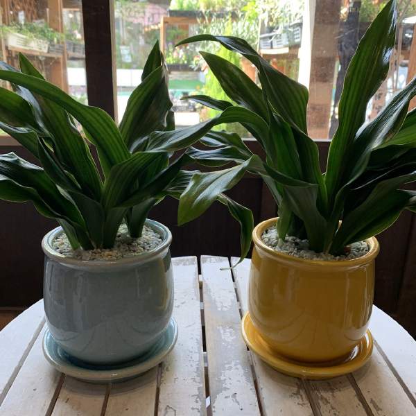 万年青鉢 龍山 オモト 2鉢セット 万年青鉢 龍山 オモト 2鉢セット 錦鉢・