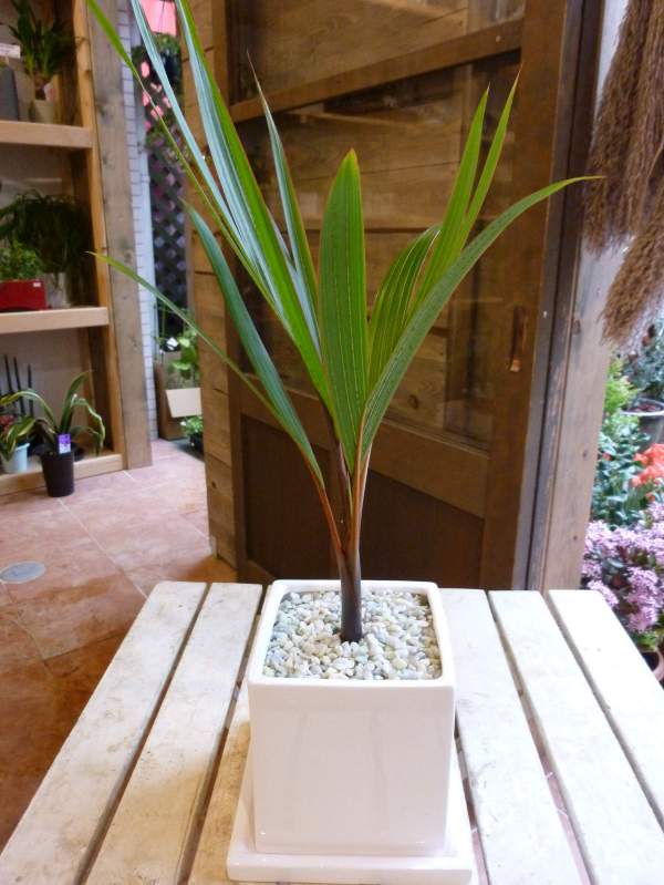 【現品】トックリヤシ　椰子　7号　Ⅰ トックリヤシ 7号鉢植え の通販 | 園芸ネット
