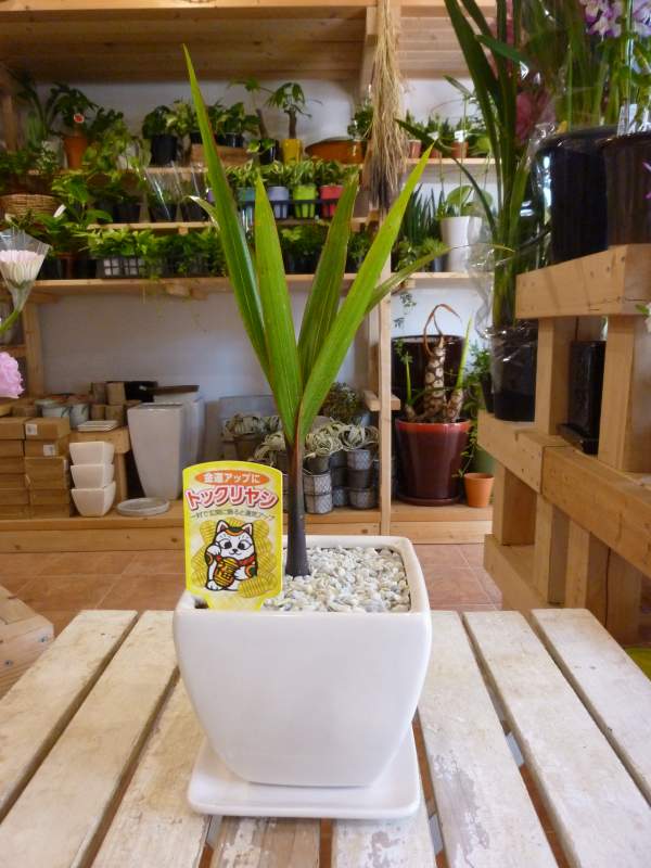 【現品】トックリヤシ　椰子　7号　Ⅱ 楽天市場】おしゃれ 観葉植物・希少：トックリヤシ(徳利椰子