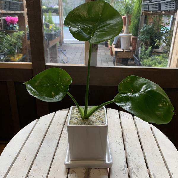 楽天市場】白陶器鉢入りモンステラ 高さ 50センチ【送料無料