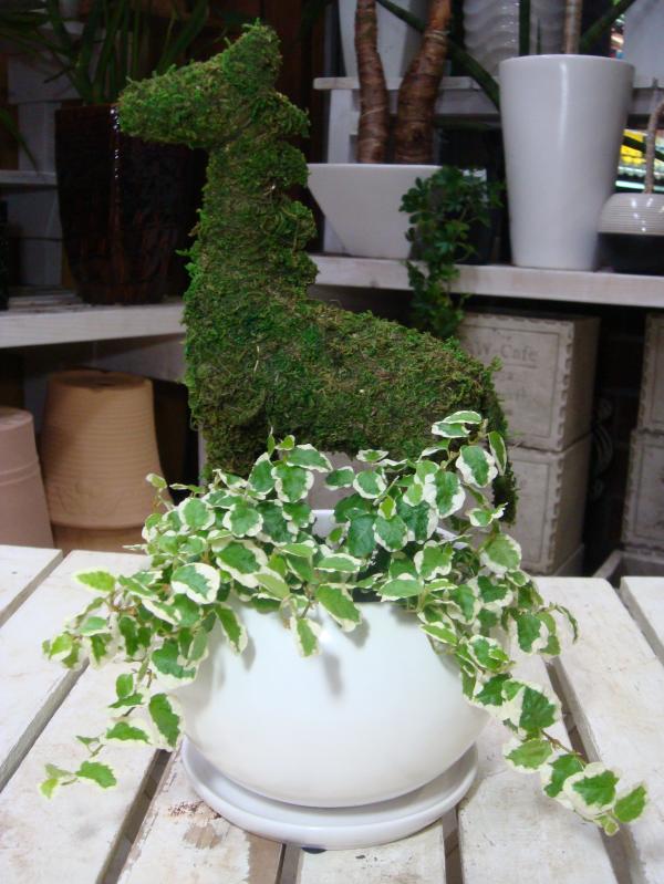 アニマルトピアリーモス 鳥獣続もの 馬匹さん 馬 S号斑入りフィカスプミラを仕付けるています 陶製鉢植え 受け皿お側 地取らずでちょこっと抛るだけ 誕生日時やセレモニー 頂き物や下付金にも Hotjobsafrica Org