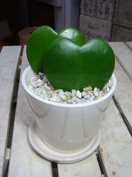 楽天市場】セレウス電磁波吸収サボテン♪場所取らずでちょこっと置く