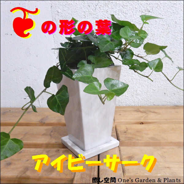 ハート形の葉っぱ ハートアイビー ヘデラ サーク 長鉢タイプ 誕生日やお祝い プレゼントや景品にも ミニ観葉植物サイズ モダン風アジアンテイスト 楽ギフ 包装 楽ギフ メッセ入力 Educaps Com Br