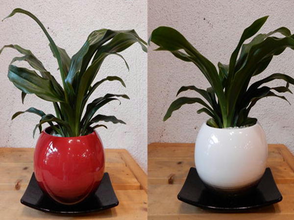 楽天市場 鉢花で選ぶ オモト クロスリー スタイル