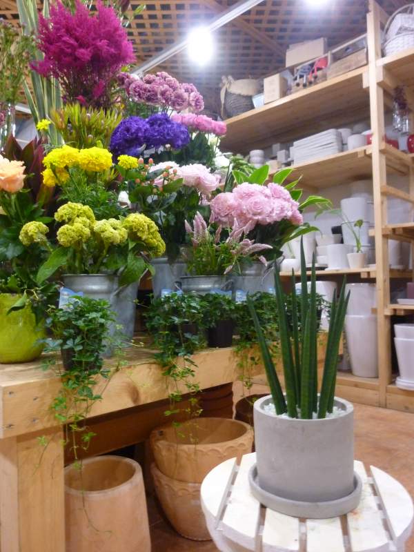 サンスベリア バキュラリス セメントで大成た容れもの ツヤ有り 受け皿幸運 磁器どんぶり鉢 差っ引くイオン稔り ミニ観葉草木 容易ギフ 梱包 楽ギフ メッセ入力 Foxunivers Com