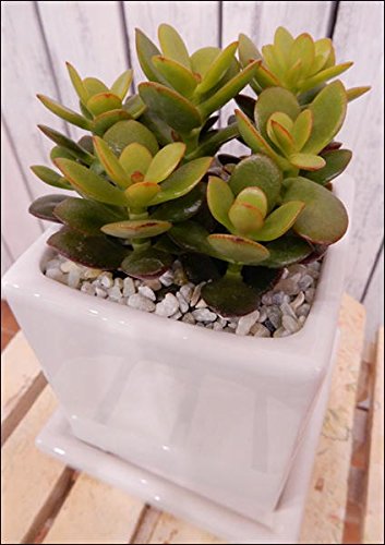 はなこ様おまとめ！✼多肉植物　金のなる木　黄金姫花月木立大きめ抜き苗２ポット①④ 楽天市場】多肉植物 『 黄金姫花月 』 9cmポット苗 （ 金のなる