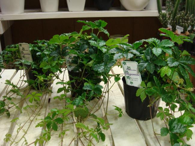 シッサスシュガーバイン 2 5 3号ポット苗 株お買い得セット販売 自分流の室内空間に植え替えして仕上げて下さい アジアンチックやモダン風 トロピカル風のインテリア寄せ植えなどにも インテリアに人気の観葉植物 Educaps Com Br