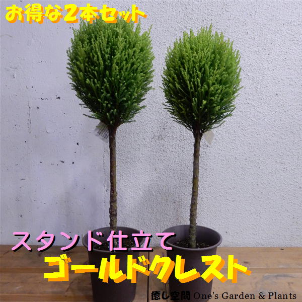 楽天市場 ゴールドクレスト コニファー ウィルマ トピアリースタンド仕立て ４号鉢植え お得な２本セット価格ご自宅の余ってる鉢に植え て下さい 生産数限定の手の込んだ仕上がり 自分流のガーデニングに仕上げて下さい 植え替え 寄せ植えに クリスマス寄せ植えに