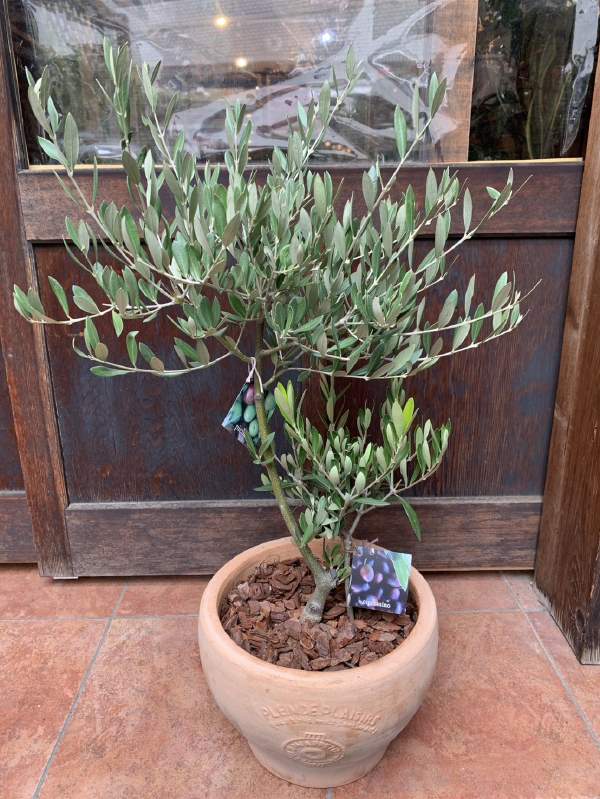 オリーブの木 ピクアルとチプレッシーノを使用 テラコッタ陶器鉢 ２本植え NO.21【現品/写真現物販売商品】【SOUJU/創樹】【送料無料】写真の現品販売で世界に１つの作品♪開店祝い 新築祝い プレゼントにも♪｜癒し空間 One&rsquo;s Garden＆Plants