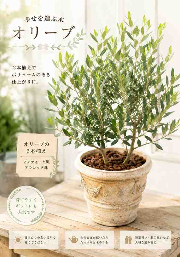 オリーブの木 ２本寄せ植え Oli-me（オリーミー）手合い２\u003cBR\u003e変種くい違いで実が付き分かりやすい イタリアン喫茶店の部屋の入り口やモデルハウスなどに♪アンティーク風テラコッタ瀬戸もの鉢植え完成記号天然木造営祝賀会、生まれ落ちる日や祝賀会、差し上げ物造営祝賀会にも♪【貨物輸送無料】