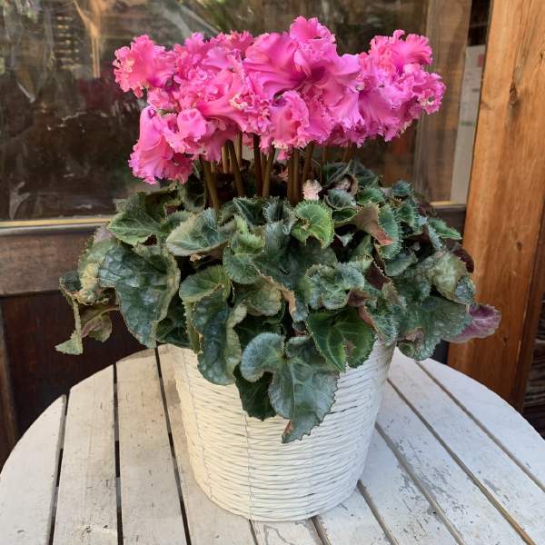 楽天市場】シクラメン☆フェアリーピコ・ダブル（5寸）ローズピンク