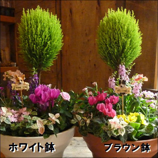 楽天市場 トキメキの季節のおまかせ寄せ植え 10号鉢植えゴールドクレスト トピアリー スタンド 仕立てプラスチック製で軽量化 鉢カラーをお選びください 送料無料 引っ越し 開店祝いにも One Sオリジナル植え替え済み 苗をセット植え 癒し空間 One S