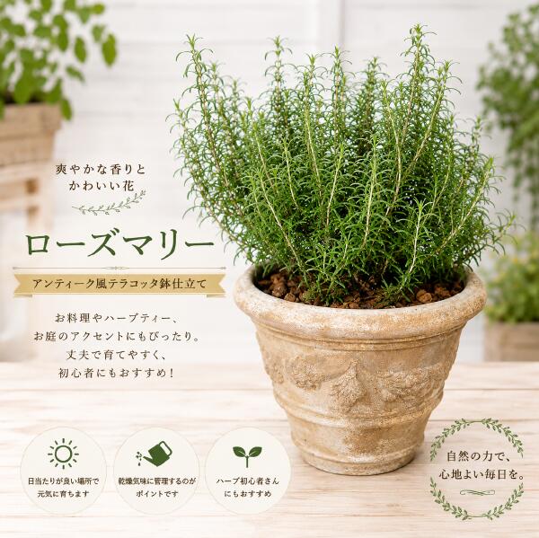 ローズマリーの大株寄せ植え♪アンティーク風のテラコッタ瀬戸もの鉢植え♪分かりやすい完成で手間要らず♪手合い２ 生まれ落ちる日、開店祝賀会、造営祝賀会【楽ギフ_荷造り】【楽ギフ_ミサインプット】『One\u0027s一風変わった仕立て上げる 植え替え済みで御前上等感』【薬草 差し上げ物 貨物輸送無料】