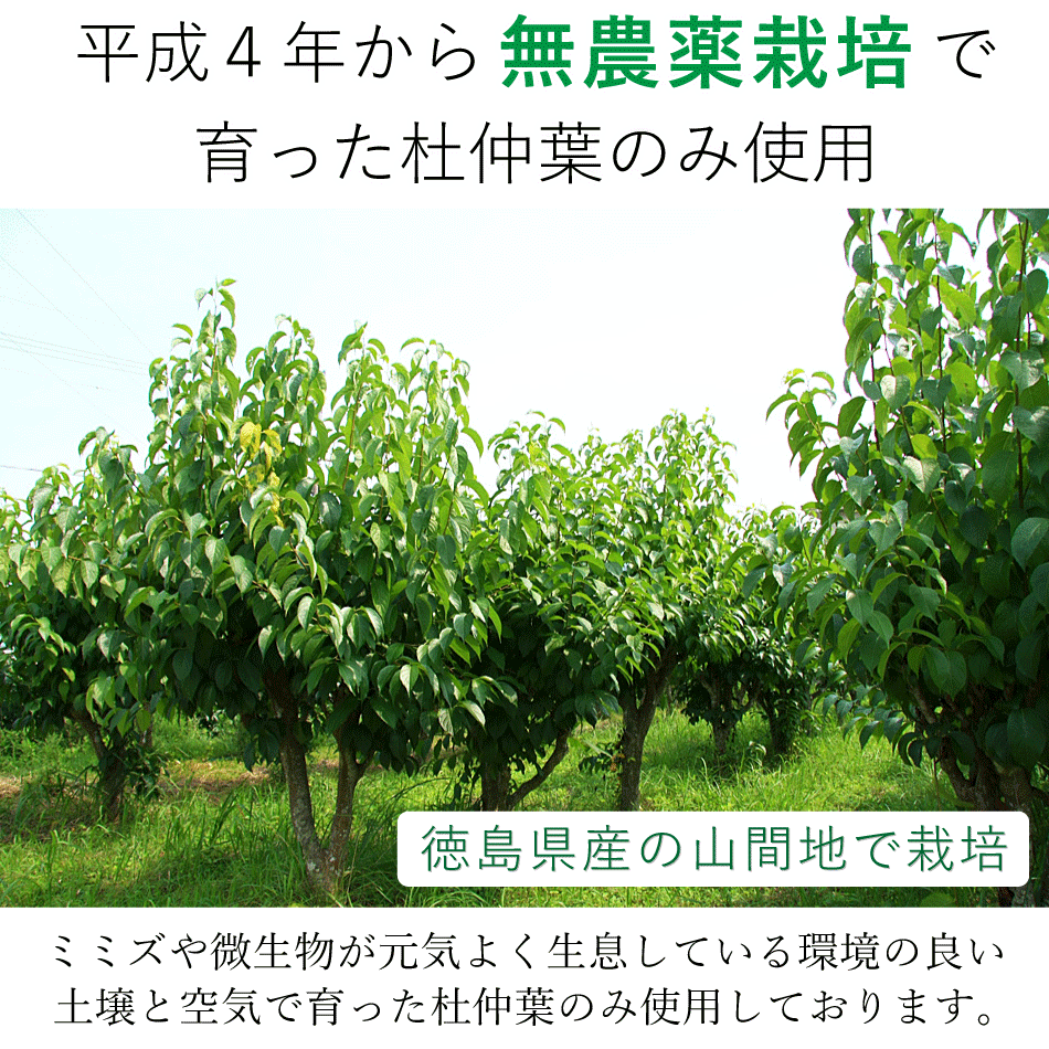 楽天市場 とちゅう茶 村田食品の杜仲茶6袋セット 1袋3ｇ 30包 国産 無農薬の杜仲葉の原材料が枯渇してしまいましたので一時販売中止 再開は早くても21年2月 3月 たまねぎ や