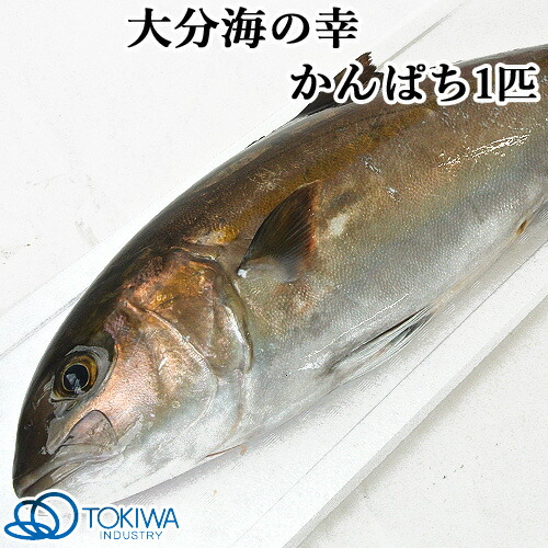 楽天市場 大分の海 蒲江で獲れた かんぱち 1匹 約4kg 黒潮海産 トキハインダストリー 送料無料 おんせん県おおいた Online Shop