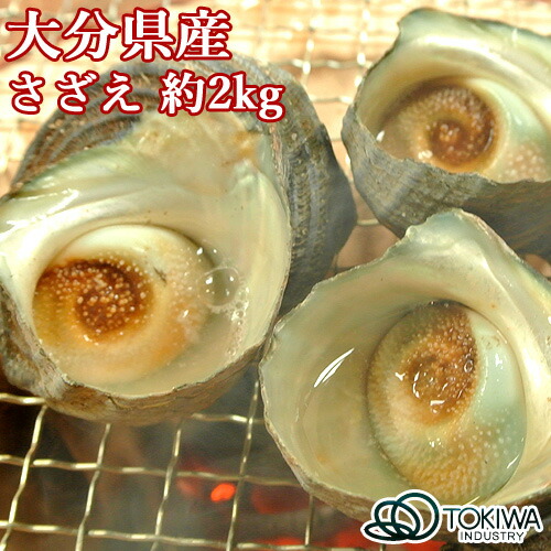 大分の海の幸 さざえ 約2kg 大分県産 黒潮海産 トキハインダストリー 送料無料 約2kg主に お刺身 Volleybalcluboegstgeest Nl