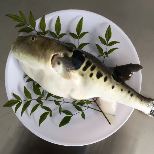 楽天市場 クーポン併用で50 Off 大分県産 ふぐ養殖漁師が調理 産地直送 鮮度抜群 豊後極みふぐ とらふぐ唐揚げ用 430g ふぐから 河豚 エイコー水産 送料無料 Sクーポン おんせん県おおいた Online Shop