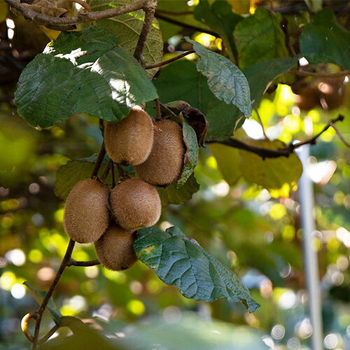 楽天市場 無農薬 無化学肥料栽培 大分県産 キウイフルーツ 30玉 1玉80 110g ヘイワード品種 皮ごと食べられるほど安心安全 味が濃い ヒャクマス 送料無料 おんせん県おおいた Online Shop