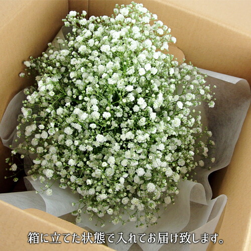 楽天市場 大分県玖珠産 かすみ草ラウンドブーケ 花束 生花 カスミソウ品種ベールスター ウェディング 結婚式用 御祝い用 フラワーギフト 冷蔵発送 Pomponchouchou 花と菓子と 送料無料 おんせん県おおいた Online Shop