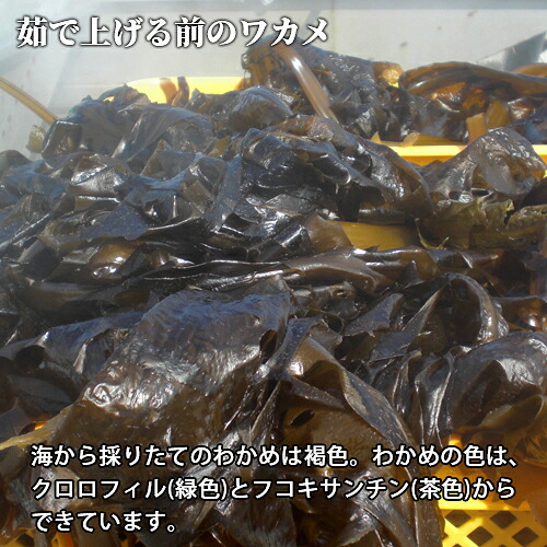 楽天市場 大分県産 天然国東わかめ 乾燥縮造り 35g 乾燥ワカメ お味噌汁やスープに 海藻 豊後水道 竹永海商 おんせん県おおいた Online Shop