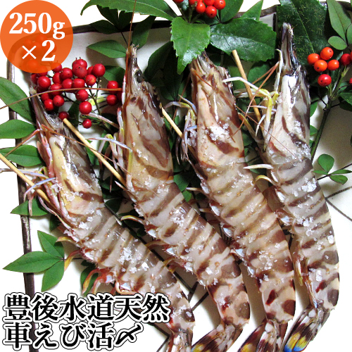 楽天市場】大分県姫島産 冷凍車海老(お刺身用) 約200g×3袋 新鮮な養殖