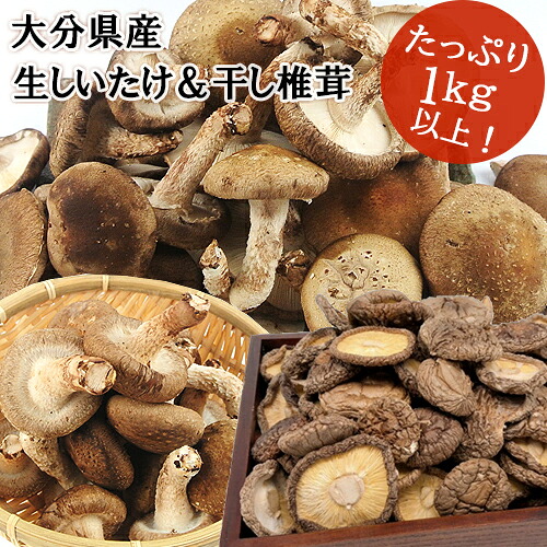 干し椎茸日本一の大分県産 湯布院生まれ特別限定セット 生しいたけ1kg＆特品しいたけ3パック＆干し椎茸100g＋かぼす胡椒5g付き 無農薬栽培 由布のしいたけ【送料込】