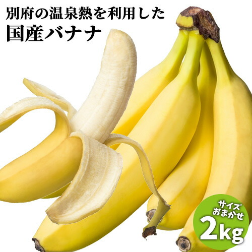 大分県産 栽培期間中農薬不使用 別府温泉バナナ サイズ不揃い 約2kg 国内産 フルーツ 産地直送 ご自宅用簡易包装 別府温泉フルーツファーム【送料込】