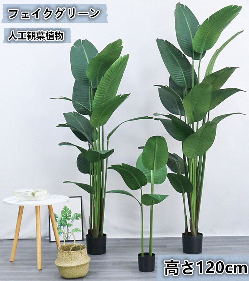 楽天市場】タビビトノキ 120cm フェイクグリーン 鉢付き オウギ