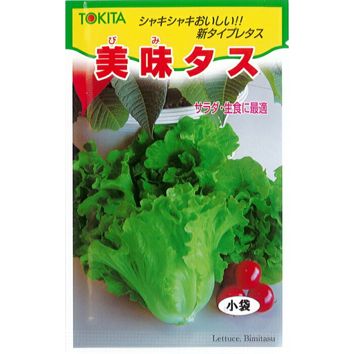 楽天市場】ナント 種苗 レタス 種子 「炒チャオ」 小袋（0.7ml）約200粒 規格 野菜種 非結球 レタス ちゃおちゃお キク科 種 晩抽性 肉厚  日持ち : 種の家 楽天市場店