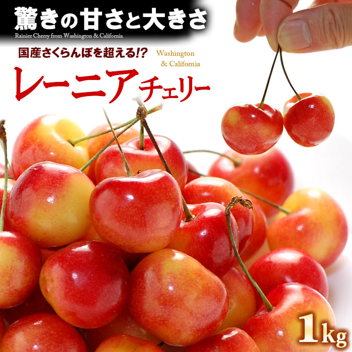 レーニアチェリー GEE WHIZ (ジーウィズ) (約1kg) アメリカワシントン州産 レイニアチェリー オービル農園 オービルフルーツ社 サクランボ チェリー 食品 フルーツ 果物 さくらんぼ アメリカンチェリー ギフト 贈答 お中元 御中元 甘い 人気 男性 女性 2025 送料無料