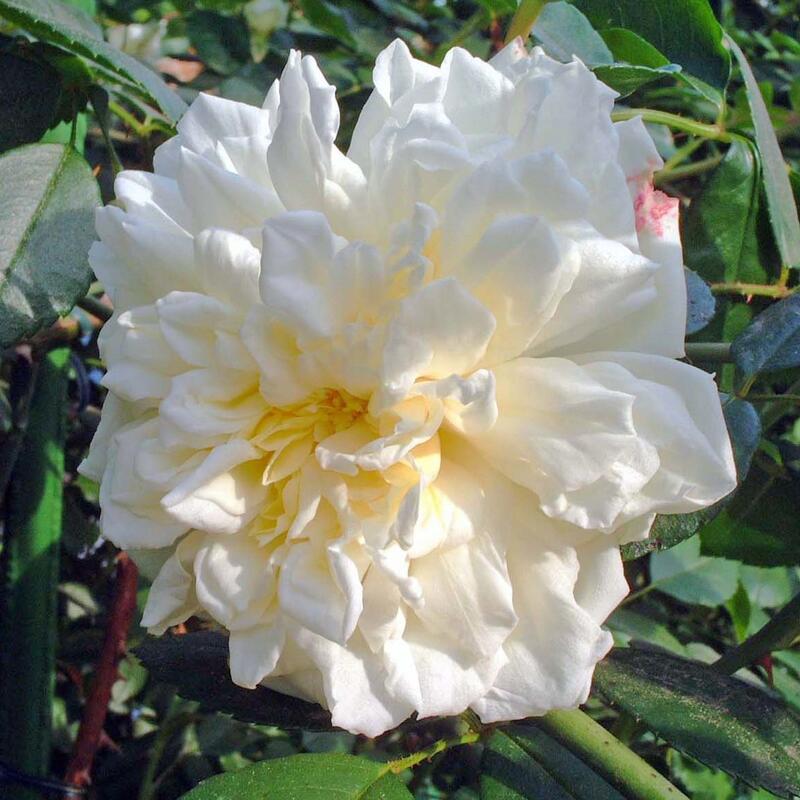 楽天市場】アルベリック・バルビエ（大苗）7号鉢植え つるバラ