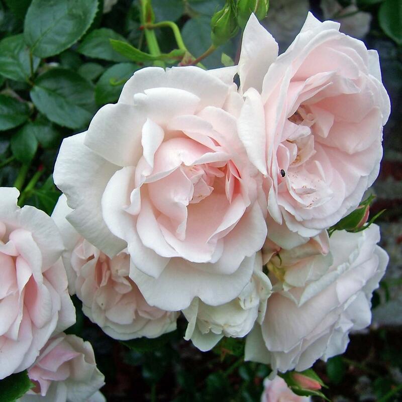 楽天市場 バラ苗 ニュードーン 国産苗 大苗 6号硬質ローズポット 大野農園オンラインショップ 楽天市場 バラ苗 ニュードーン 国産苗 大苗 6号硬質ローズポット 大野農園オンラインショップ