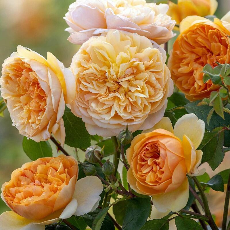 楽天市場】ブリング・ミー・サンシャイン (Ausernie)（大苗）7号鉢植え