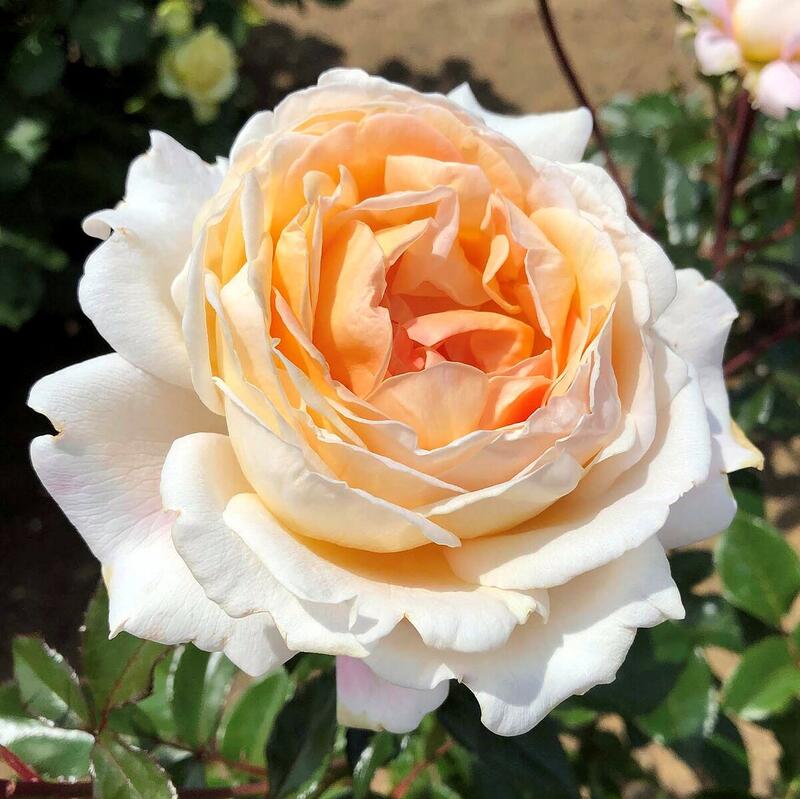 ルディ　ヒサカキ　特大苗 ルディ様専用 ヒサカキ 特大苗