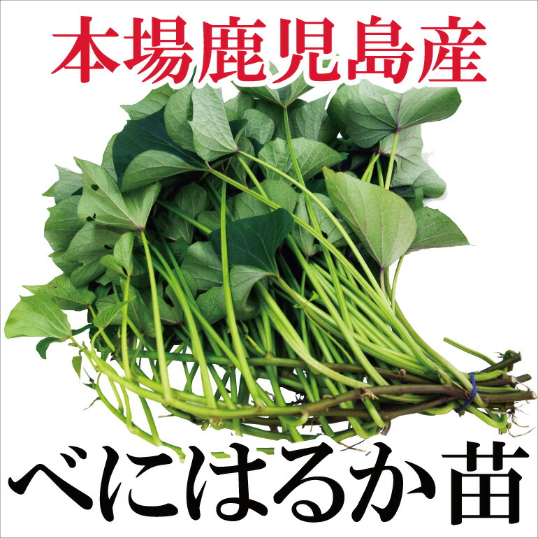 楽天市場 さつまいも 苗 べにはるか 1束10本 鹿児島産 プロジェクト鹿児島