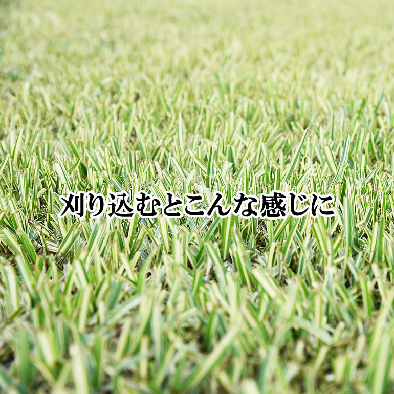 正規激安 送料無料 沖縄県除く クラシックモアーレジェンド 日本芝 暖地型西洋芝にオススメ メール便全国送料無料 Tiendabudada Com