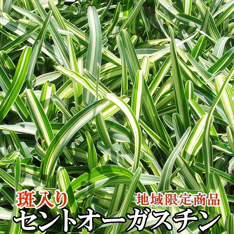 コンビニ受取対応商品 送料無料 沖縄県除く クラシックモアーレジェンド 日本芝 暖地型西洋芝にオススメ 代引不可 Tiendabudada Com